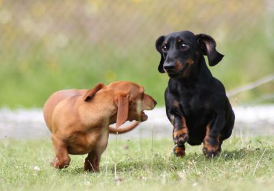 Dogs standing on grassy field