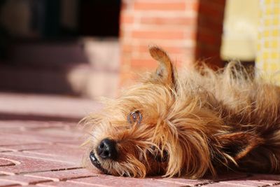 Close-up portrait of a dog