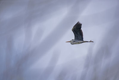 Low angle view of grey heron flying
