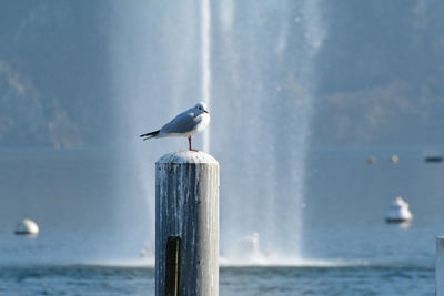 Seagull perching on wooden post in sea