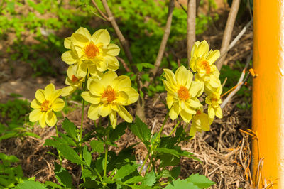 Close-up of yellow flowers blooming outdoors