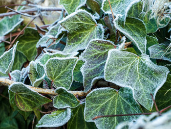 Close-up of frozen leaves