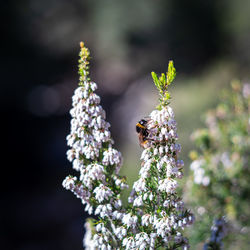 Honey bee on wild erica arborea flowers