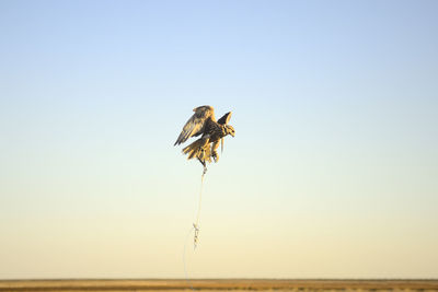 Low angle view of bird perching on the sky