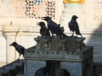 View of birds statue against building