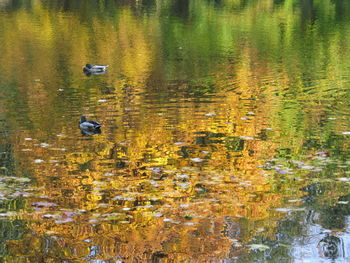 Close-up of birds in lake