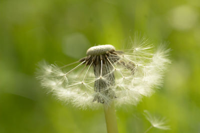 Close-up of dandelion flower