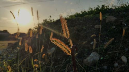 Close-up of plants against blurred background
