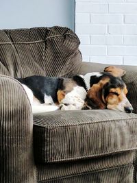 Close-up of dog relaxing at home