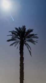 Low angle view of palm tree against clear sky
