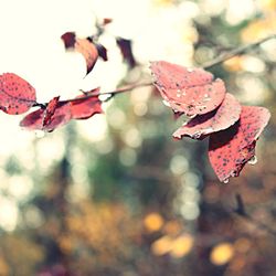 Close-up of maple leaves on tree during autumn