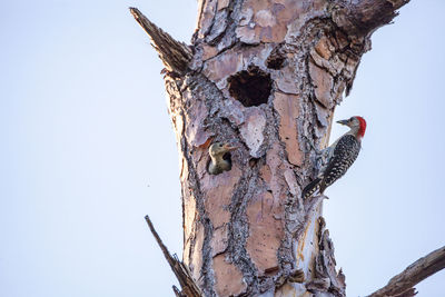 Low angle view of bird perching on tree against sky