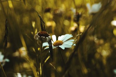 Close-up of flowering plant