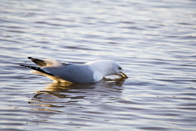 Backlit ring-billed gull seen eating in shallow water on the st. lawrence river shore