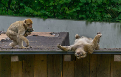 Cats relaxing on wood