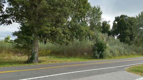 Country road along trees