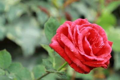 Close-up of red rose