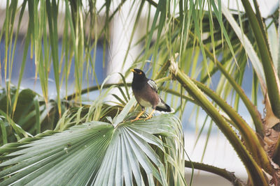 Sparrow sitting on a leaf