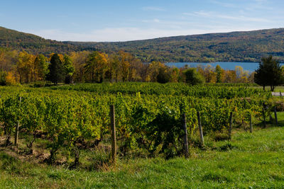 Scenic view of vineyard against sky