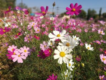 Close-up of pink cosmos flowers on field