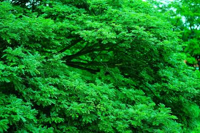 View of lush trees in forest