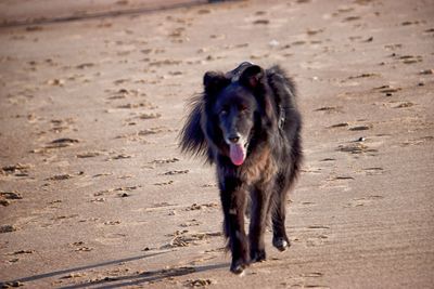 Portrait of dog running on beach