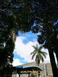 Low angle view of tree against sky on sunny day