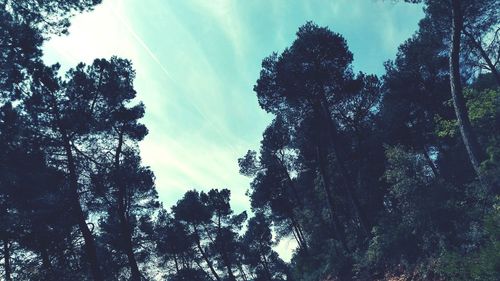 Low angle view of trees in forest against sky