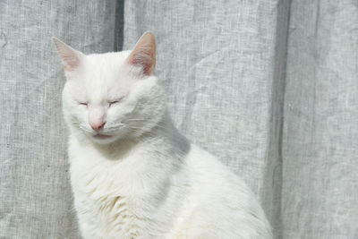 Close-up of a cat with eyes closed