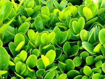 Full frame shot of succulent plant