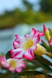 Close-up of pink flower blooming outdoors