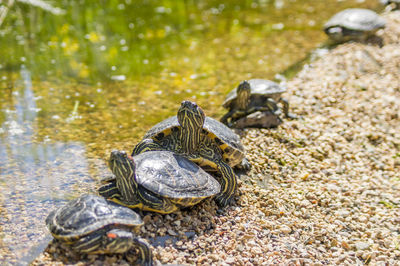 Red eared turtles on a pond bank