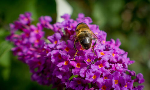 Close-up of bee pollinating on purple flower