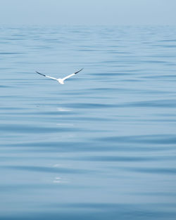 Bird flying over sea against sky