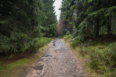 Rear view of person walking on dirt road in forest