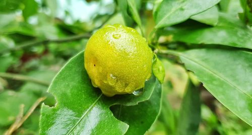 Close-up of fruit on plant