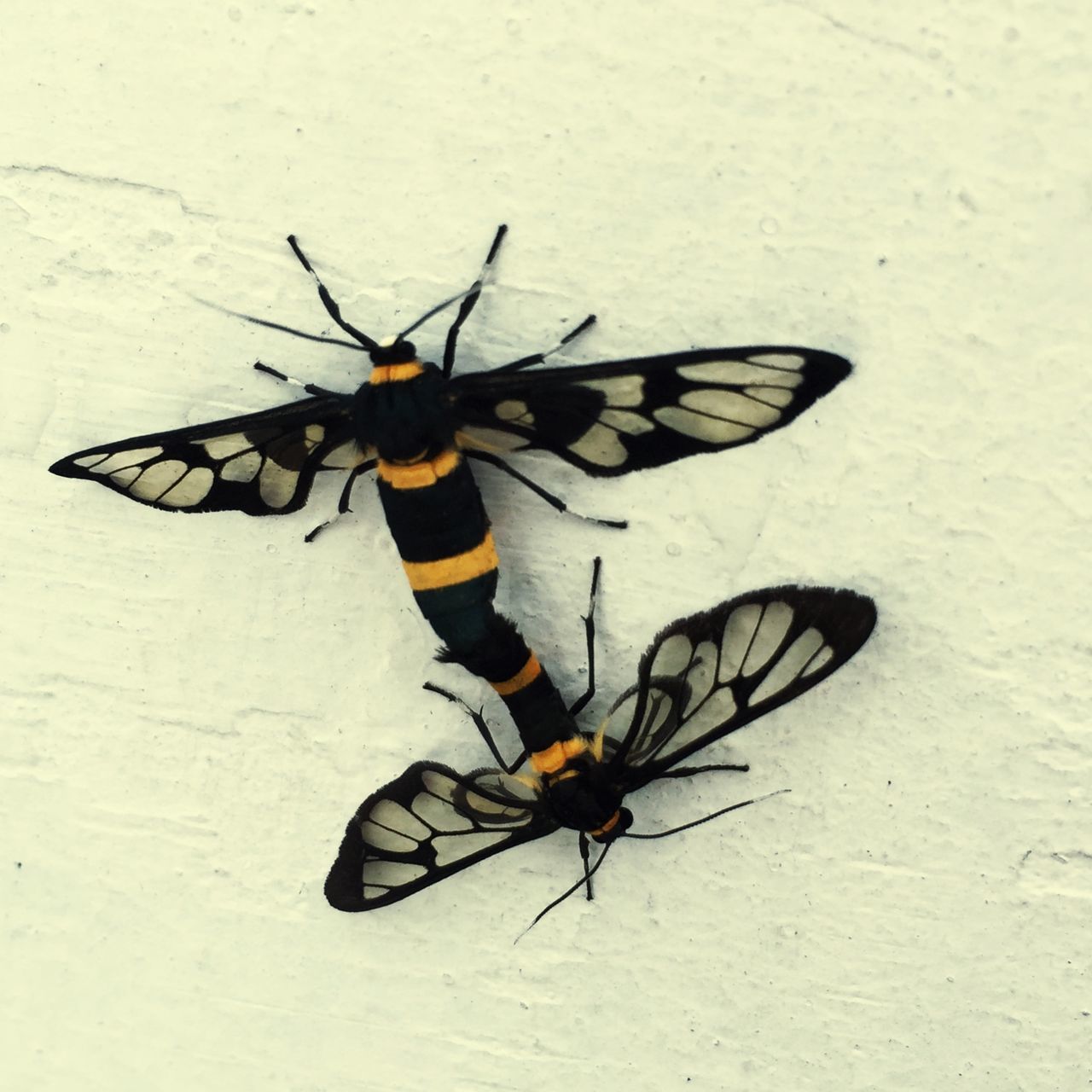 insect, animal themes, one animal, animals in the wild, wildlife, animal wing, full length, high angle view, animal markings, butterfly - insect, black color, close-up, outdoors, nature, day, wall - building feature, no people, two animals, butterfly