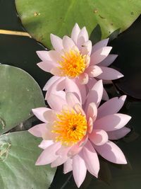 Close-up of lotus water lily in pond