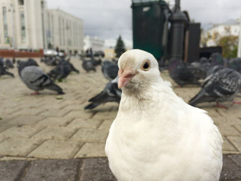 Close-up of seagull perching on footpath