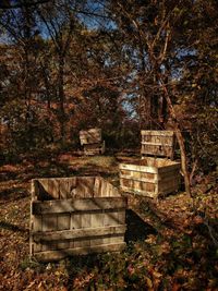 Trees in park during autumn