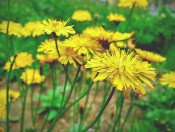 Close-up of yellow flower blooming in field