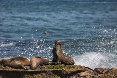 A group of  sea lions sunning themselves on the rocks at la jolla cove in la jolla, california, usa