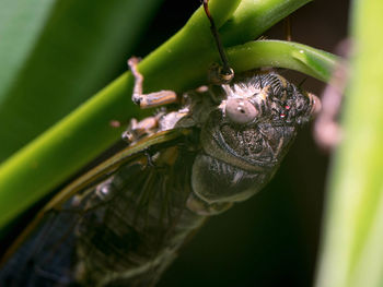 Close-up of spider on plant