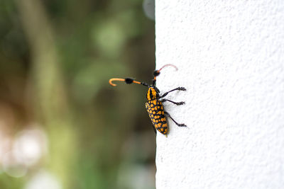 Close-up of bee on white wall