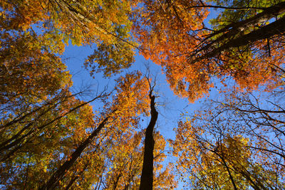 Low angle view of autumn tree in forest