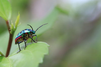 Close-up of insect on leaf