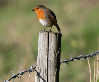 Bird perching on wooden post