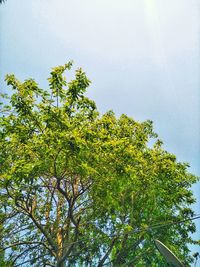 Low angle view of trees against the sky