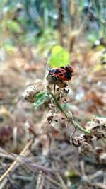 Close-up of insect on plant