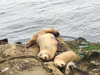 View of sheep resting on rock at sea shore